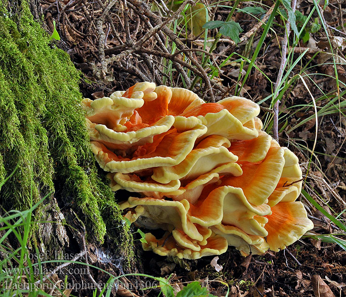 Polypore soufré Schwefelporling Sírovec žlutooranžový