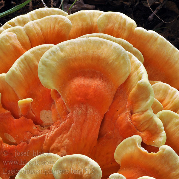 Svavelticka Cerinomyces aurantiacus Grifola Polyporus Ptychogaster Sporotrichum versisporum Svovelkjuke