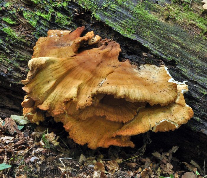 Laetiporus sulphureus