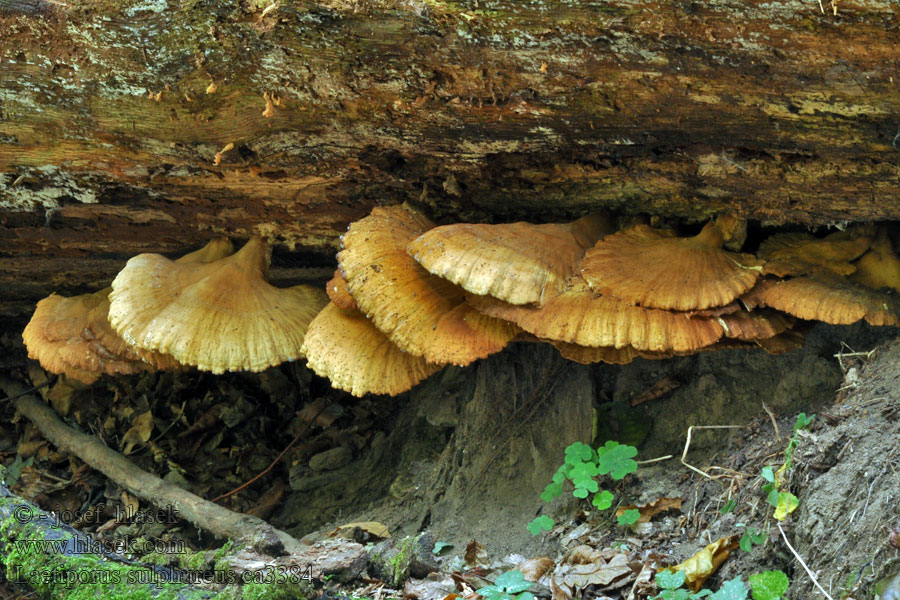 Svavelticka Cerinomyces aurantiacus Laetiporus sulphureus