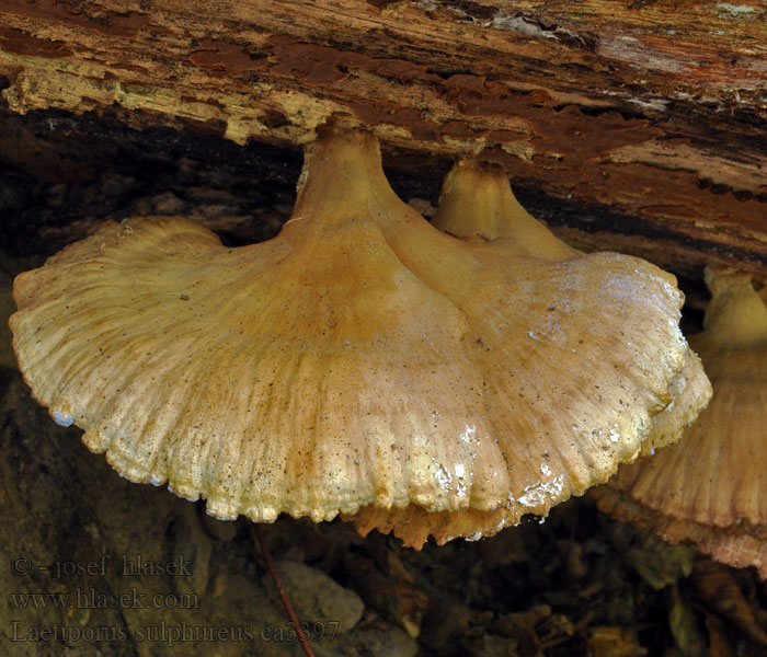 Sírovec žlutooranžový Laetiporus sulphureus