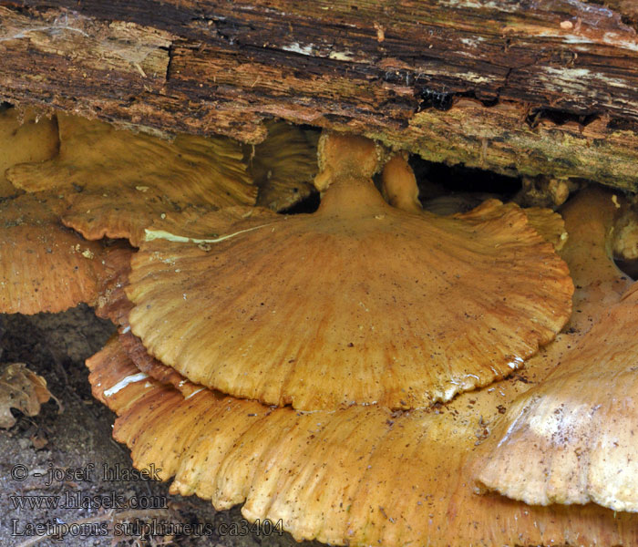 Schwefelporling żółciak siarkowy Sírovec obyčajný Laetiporus sulphureus