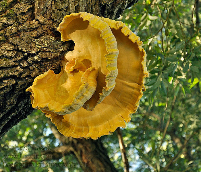 Mushroom Svovlporesvamp rikkikääpä Laetiporus sulphureus