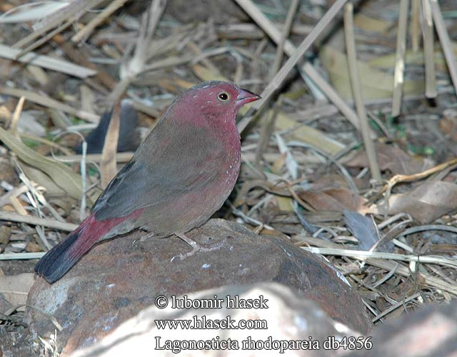 Lagonosticta rhodopareia Jameson's Firefinch punaruusupeippo Amarante Jameson Roze amarant Jameson vuurvink Amaranto Jameson Rosenamarant Amarant růžový Amaranta rosacea Jamesons amarant Jamesonse Vuurvinkie Розовый амарант