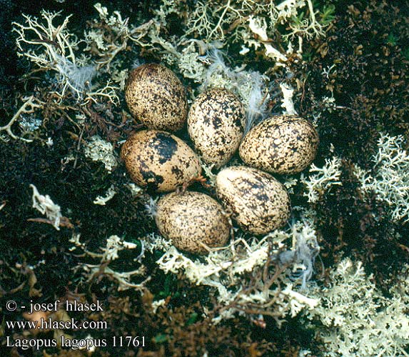 Lagopus lagopus Willow Grouse Moorschneehuhn Lagopède saules Lagópodo Común Bělokur rousný tundrový 柳雷鸟 Белая куропатка カラフトライチョウ Біла куріпка Dalrype Dalrjúpa Lyngrjúpa Riekko Pernice bianca nordica Pardwam szarna Grugiar Sarki hófajd Cearc Fhraoigh Lirype Lagópode-escocês Dalripa Rabapüü  שכו-י אברש סקוטי Baltasis tetervinas Baltais rubenis Potârnichea polară Barjanski snežni jereb Snehuľa kapcavá Severna snežnica Söğüt kar tavuğu