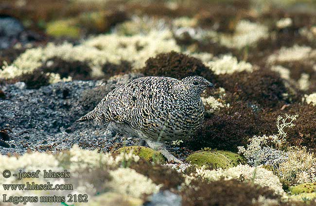 Lagopus mutus muta Rock Ptarmigan Adak Alpenschneehuhn