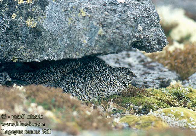 Lagopède alpin Lagópodo Alpino Bělokur horský