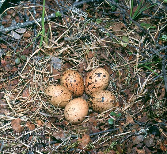 Lagopède alpin Lagópodo Alpino Bělokur horský