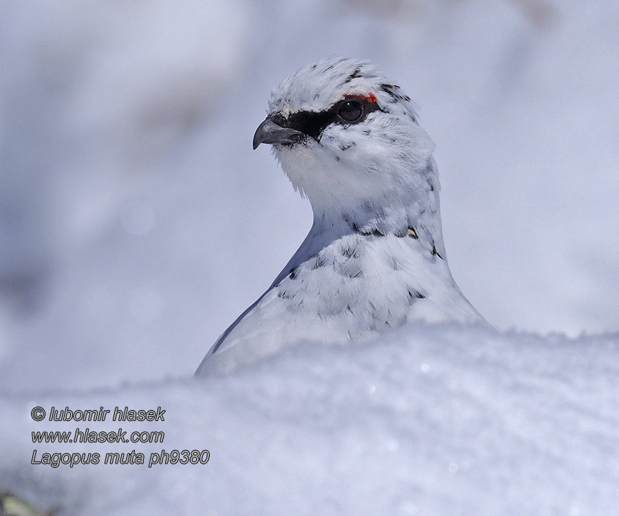 Fjeldrype Alpensneeuwhoen Kiiruna Pernice bianc Lagopus mutus