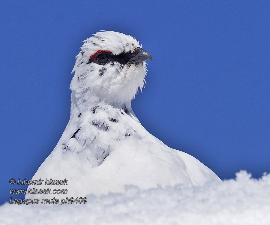 Lagopus mutus Ptarmigan Alpenschneehuhn alpin