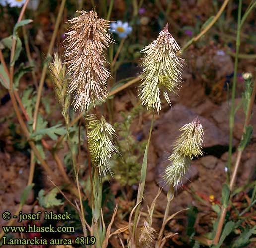 Lamarckia aurea Goldentop grass Guldbronzegras Kultaheinä Lamarckia dorée