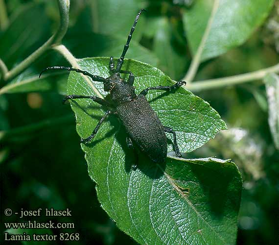 Lamia textor 8268 DK: Væver FI: Kankuri FR: Lamie tisserand DE: Schwarze Weberbock PL: Zgrzypik twardokrywka SK: fúzač vrbový CZ: Kozlíček vrbový SE: Videbock RU: Усач ивовый KR: 목하늘소