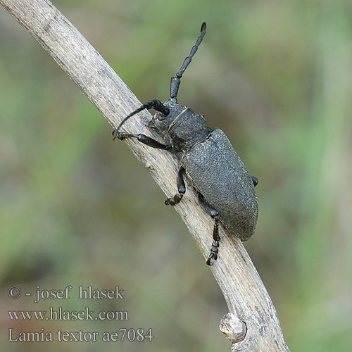 Lamia textor ae7084 DK: Væver FI: Kankuri FR: Lamie tisserand DE: Schwarze Weberbock PL: Zgrzypik twardokrywka SK: fúzač vrbový CZ: Kozlíček vrbový SE: Videbock RU: Усач ивовый KR: 목하늘소