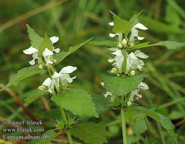 Lamium album White Deadnettle dead-nettle Døvnælde døvnesle