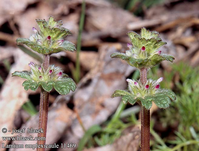 Lamium amplexicaule Henbit Dead-nettle Liden tvetand Sepiväpeippi
