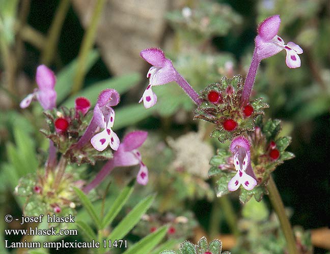 Hoenderbeet Erba ruota Falsa-ortica reniforme Bársonyos árvacsalán