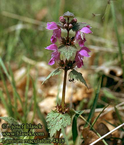 Lamium maculatum Spotted Dead-nettle Dead Nettle White Deadnettle