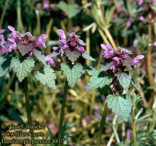 Lamium purpureum Purple Deadnettle Red Dead-nettle Rød tvetand