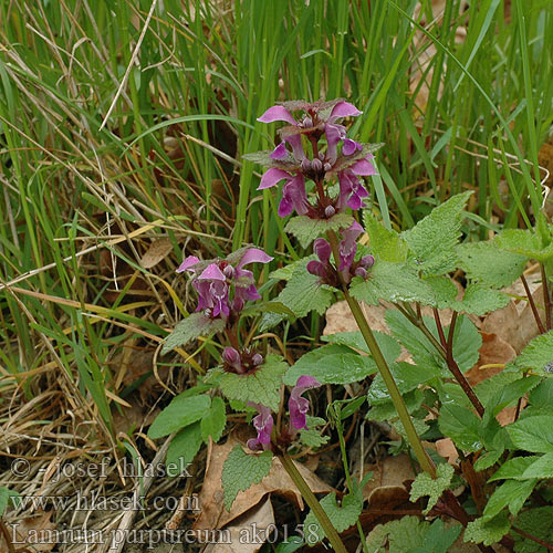 Falsa-ortica purpurea Piros árvacsalán Acker-Taubnessel