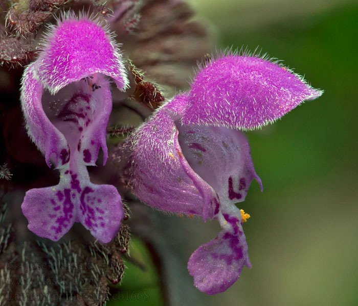 Hluchavka nachová Lamium purpureum