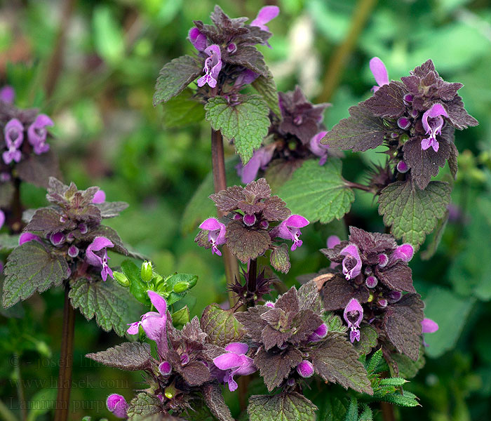 Acker-Taubnessel Lamium purpureum