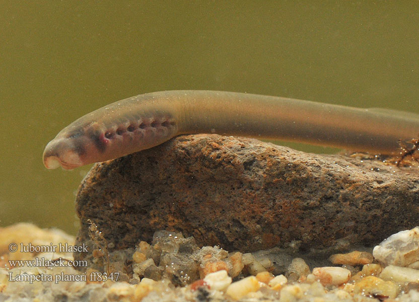 Lampetra planeri European brook lamprey Western Mihule potoční Bachneunauge Minóg strumieniowy Mihuľa potočná Европейская ручьевая минога Lamproie Planer Beekprik Lamprea arroyo Pikkunahkiainen Lampreda comune Lampredina Bekkeniøye Bäcknejonöga Dere taşemeni