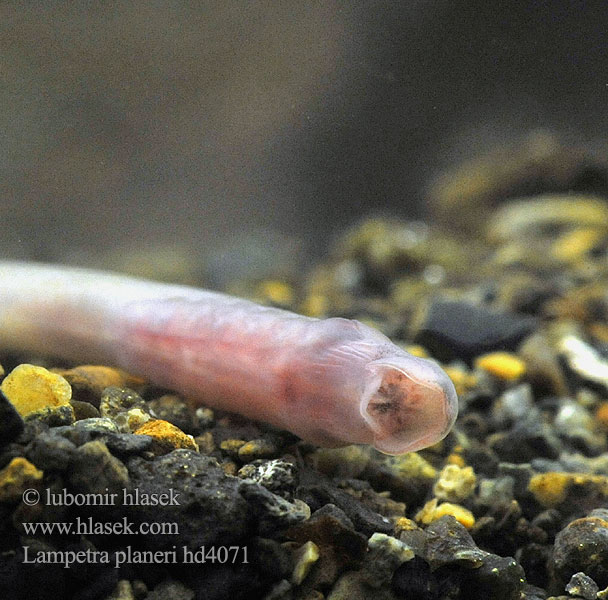 Lamprea arroyo Pikkunahkiainen Lampreda comune Lampredina Bekkeniøye Bäcknejonöga Dere taşemeni Lampetra planeri European brook lamprey Western Mihule potoční Bachneunauge Minóg strumieniowy Mihuľa potočná Европейская ручьевая минога Lamproie Planer Beekprik