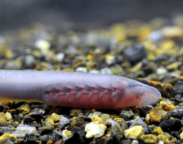 Bekkeniøye Bäcknejonöga Dere taşemeni Lampetra planeri European brook lamprey Western Mihule potoční Bachneunauge Minóg strumieniowy Mihuľa potočná Европейская ручьевая минога Lamproie Planer Beekprik Lamprea arroyo Pikkunahkiainen Lampreda comune Lampredina