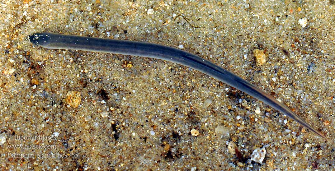 European brook lamprey Western Mihule potoční Bachneunauge Minóg strumieniowy Mihuľa potočná Европейская ручьевая минога Lamproie Planer Beekprik Lamprea arroyo Pikkunahkiainen Lampreda comune Lampredina Bekkeniøye Bäcknejonöga Dere taşemeni Lampetra planeri