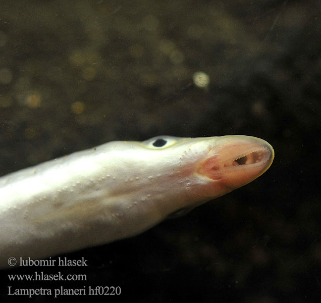 Beekprik Lamprea arroyo Pikkunahkiainen Lampreda comune Lampredina Bekkeniøye Bäcknejonöga Dere taşemeni Lampetra planeri European brook lamprey Western Mihule potoční Bachneunauge Minóg strumieniowy Mihuľa potočná Европейская ручьевая минога Lamproie Planer