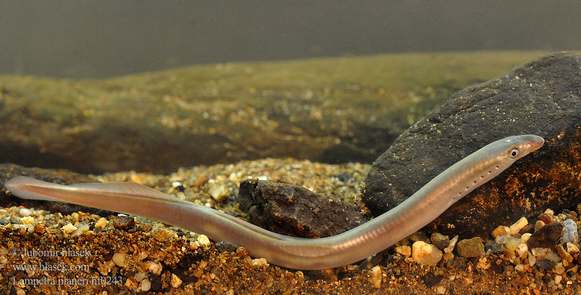 Pikkunahkiainen Lampreda comune Lampredina Bekkeniøye Bäcknejonöga Dere taşemeni Lampetra planeri European brook lamprey Western Mihule potoční Bachneunauge Minóg strumieniowy Mihuľa potočná Европейская ручьевая минога Lamproie Planer Beekprik Lamprea arroyo