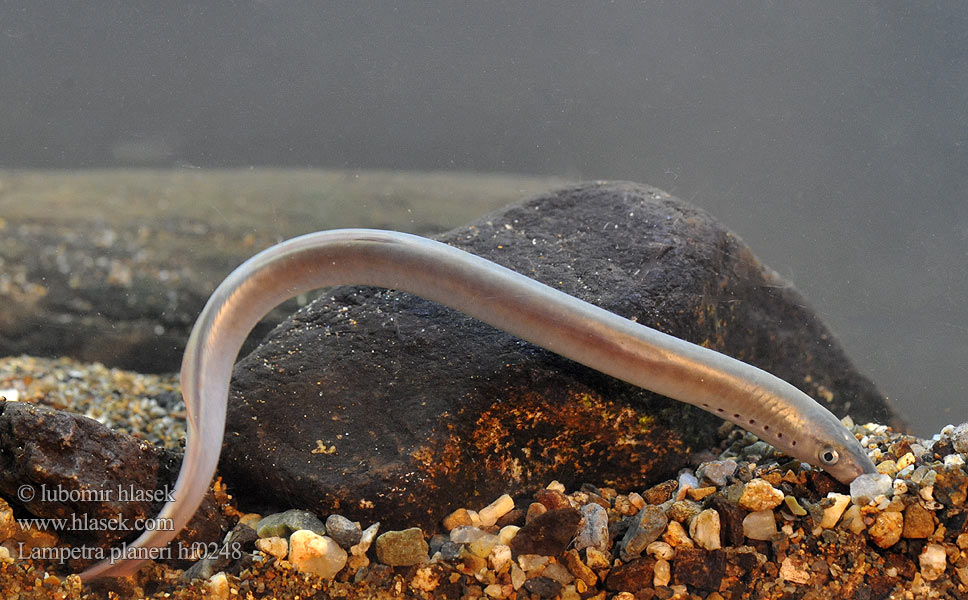 Lampreda comune Lampredina Bekkeniøye Bäcknejonöga Dere taşemeni Lampetra planeri European brook lamprey Western Mihule potoční Bachneunauge Minóg strumieniowy Mihuľa potočná Европейская ручьевая минога Lamproie Planer Beekprik Lamprea arroyo Pikkunahkiainen