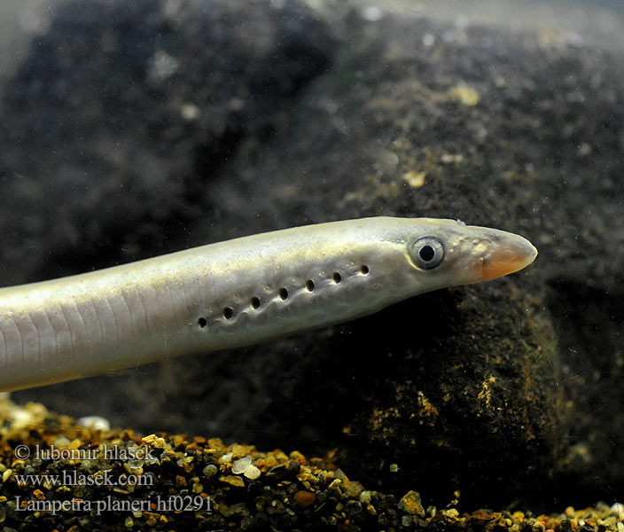 Dere taşemeni Lampetra planeri European brook lamprey Western Mihule potoční Bachneunauge Minóg strumieniowy Mihuľa potočná Европейская ручьевая минога Lamproie Planer Beekprik Lamprea arroyo Pikkunahkiainen Lampreda comune Lampredina Bekkeniøye Bäcknejonöga