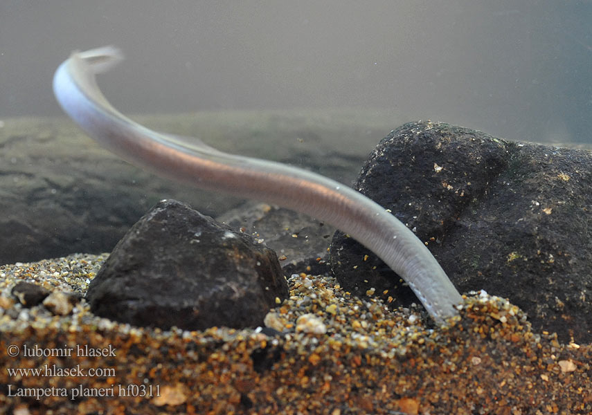 Lampetra planeri Dere taşemeni European brook lamprey Western Mihule potoční Bachneunauge Minóg strumieniowy Mihuľa potočná Европейская ручьевая минога Lamproie Planer Beekprik Lamprea arroyo Pikkunahkiainen Lampreda comune Lampredina Bekkeniøye Bäcknejonöga