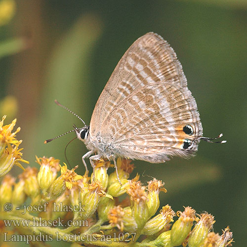 Lampides boeticus Long-tailed Blue L'azuré porte-queue