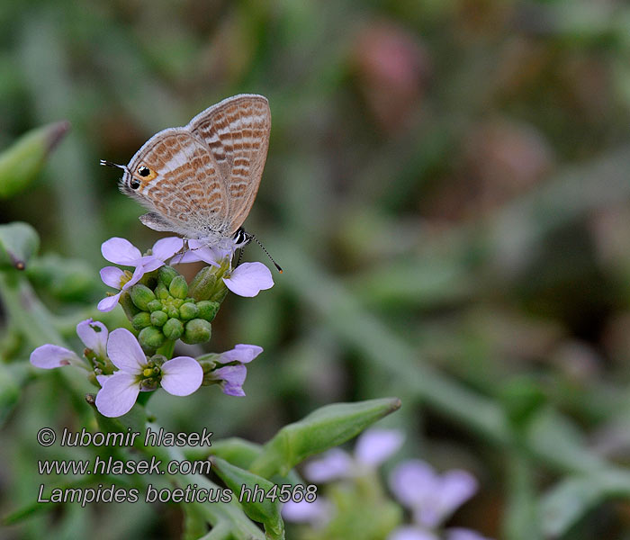 Long-tailed Blue L'azuré porte-queue Lampides boeticus