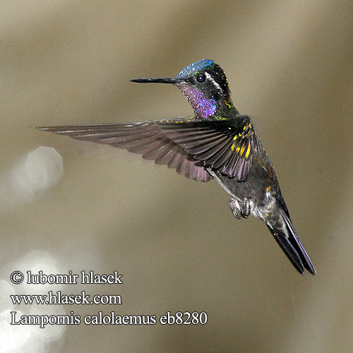 Lampornis calolaemus Kolibřík fialovohrdlý Purpurstrubet Bjergjuvel Purpurkehlnymphe Purpurkehl-Nymphe Purple-throated Mountain Gem Mountaingem Mountain-gem Colibrí Montañes Gorgimorado Purppurapilvikolibri Colibri gorge pourprée Gemma montagna gola purpurea Orogemma golaviola ノドジロシロメジリハチドリ Purperkeel-juweelkolibrie Purpurstrupejuvel Malachicik purpurowogardly