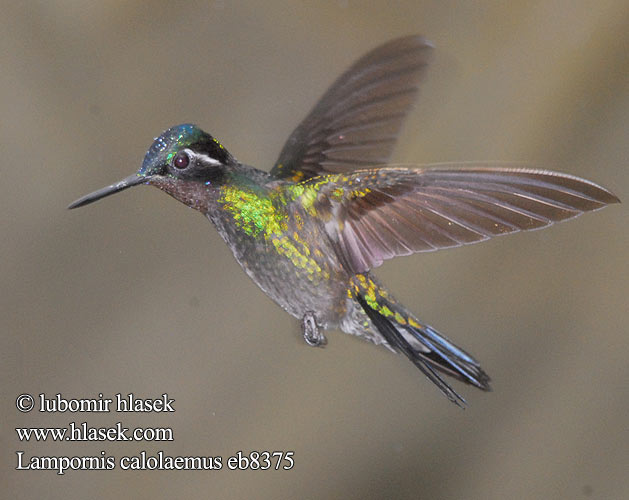 Purpurkehlnymphe Purpurkehl-Nymphe Purple-throated Mountain Gem Mountaingem Mountain-gem Colibrí Montañes Gorgimorado Purppurapilvikolibri Colibri gorge pourprée Gemma montagna gola purpurea Orogemma golaviola ノドジロシロメジリハチドリ Purperkeel-juweelkolibrie Purpurstrupejuvel Malachicik purpurowogardly Lampornis calolaemus Kolibřík fialovohrdlý Purpurstrubet Bjergjuvel