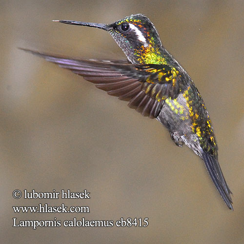 Colibrí Montañes Gorgimorado Purppurapilvikolibri Colibri gorge pourprée Gemma montagna gola purpurea Orogemma golaviola ノドジロシロメジリハチドリ Purperkeel-juweelkolibrie Purpurstrupejuvel Malachicik purpurowogardly Lampornis calolaemus Kolibřík fialovohrdlý Purpurstrubet Bjergjuvel Purpurkehlnymphe Purpurkehl-Nymphe Purple-throated Mountain Gem Mountaingem Mountain-gem