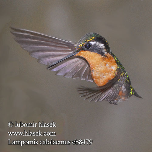 Lampornis calolaemus eb8479