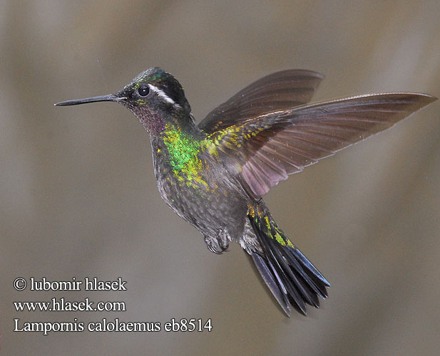 ノドジロシロメジリハチドリ Purperkeel-juweelkolibrie Purpurstrupejuvel Malachicik purpurowogardly Lampornis calolaemus Kolibřík fialovohrdlý Purpurstrubet Bjergjuvel Purpurkehlnymphe Purpurkehl-Nymphe Purple-throated Mountain Gem Mountaingem Mountain-gem Colibrí Montañes Gorgimorado Purppurapilvikolibri Colibri gorge pourprée Gemma montagna gola purpurea Orogemma golaviola