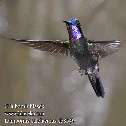 Purpurstrubet Bjergjuvel Purpurkehlnymphe Purpurkehl-Nymphe Purple-throated Mountain Gem Mountaingem Mountain-gem Colibrí Montañes Gorgimorado Purppurapilvikolibri Colibri gorge pourprée Gemma montagna gola purpurea Orogemma golaviola ノドジロシロメジリハチドリ Purperkeel-juweelkolibrie Purpurstrupejuvel Malachicik purpurowogardly Lampornis calolaemus Kolibřík fialovohrdlý