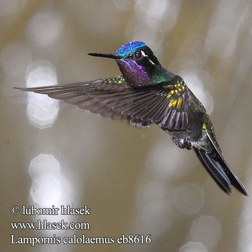 Purple-throated Mountain Gem Mountaingem Mountain-gem Colibrí Montañes Gorgimorado Purppurapilvikolibri Colibri gorge pourprée Gemma montagna gola purpurea Orogemma golaviola ノドジロシロメジリハチドリ Purperkeel-juweelkolibrie Purpurstrupejuvel Malachicik purpurowogardly Lampornis calolaemus Kolibřík fialovohrdlý Purpurstrubet Bjergjuvel Purpurkehlnymphe Purpurkehl-Nymphe