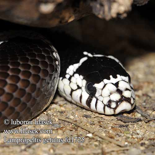 Lampropeltis getulus California Kingsnake Korálovka kalifornská královská Californische Koningsslang Kettennatter Lancetogłów królewski Калифорнийская королевская змея узкополосая Serpiente rey del desierto