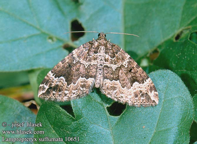 Lampropteryx suffumata Píďalka zakouřená Water Carpet