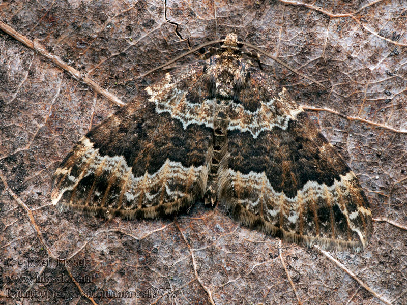 Píďalka zakouřená Lampropteryx suffumata