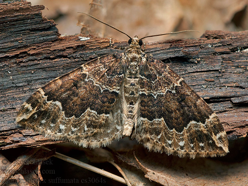 Rauchbrauner Labkraut-Blattspanner Lampropteryx suffumata