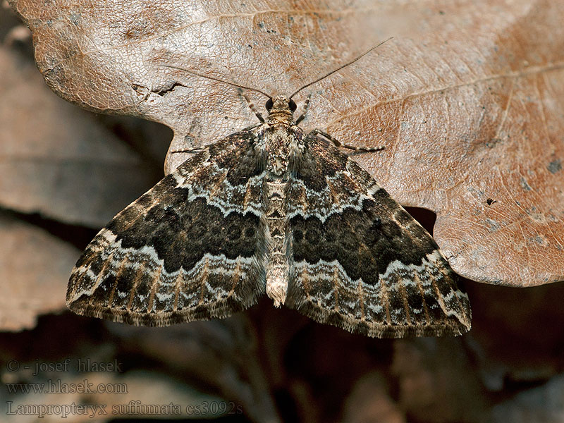 Water Carpet Piadivka zadymená Lampropteryx suffumata