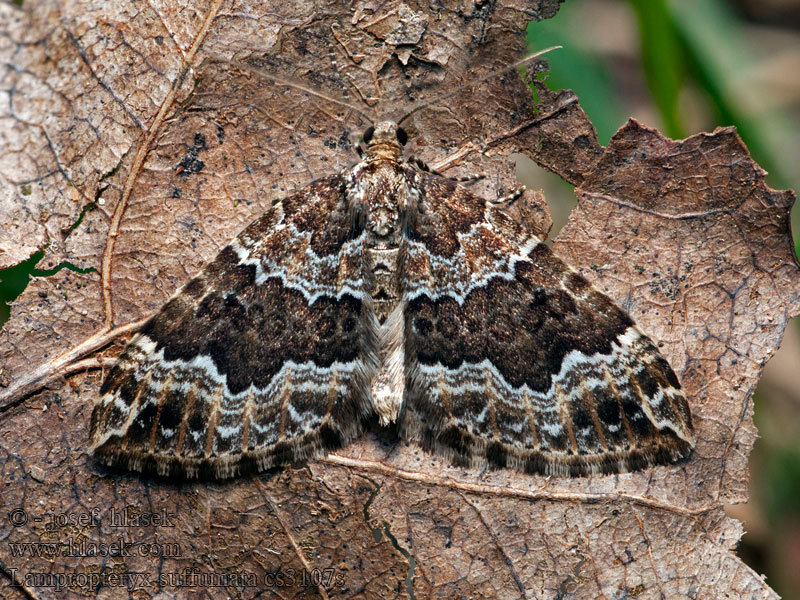 Ларенция дымчатая Paśnik pachniczek Lampropteryx suffumata