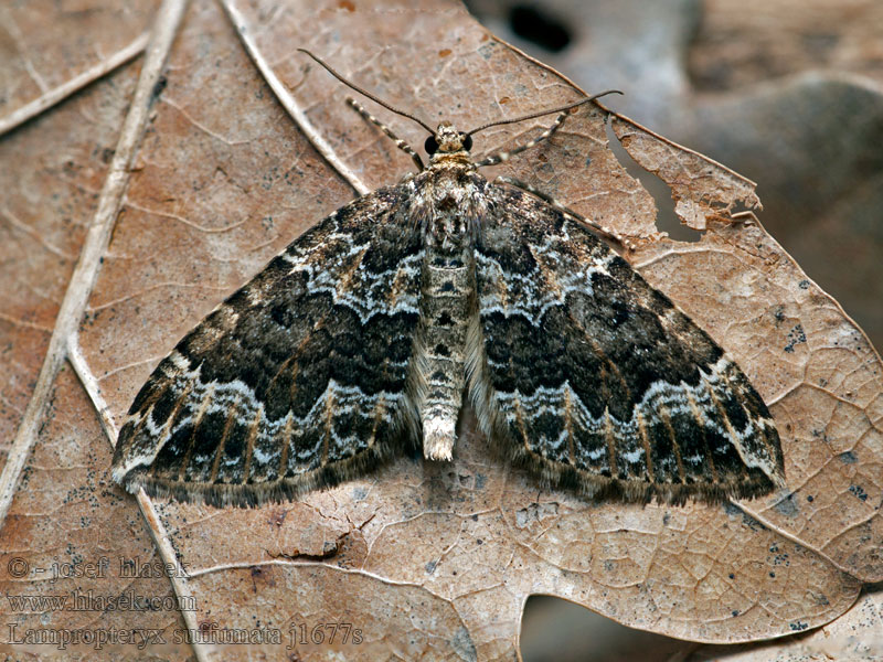 Rauchbrauner Labkraut-Blattspanner Water Carpet Lampropteryx suffumata